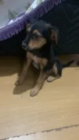 Cachorro raça Shitzu idade 2 a 6 meses nome Peludinho 