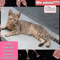 Gato raça SRD-ViraLata idade 2 a 6 meses nome Nina