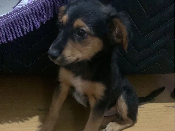 Cachorro raça Shitzu idade 2 a 6 meses nome Peludinho 