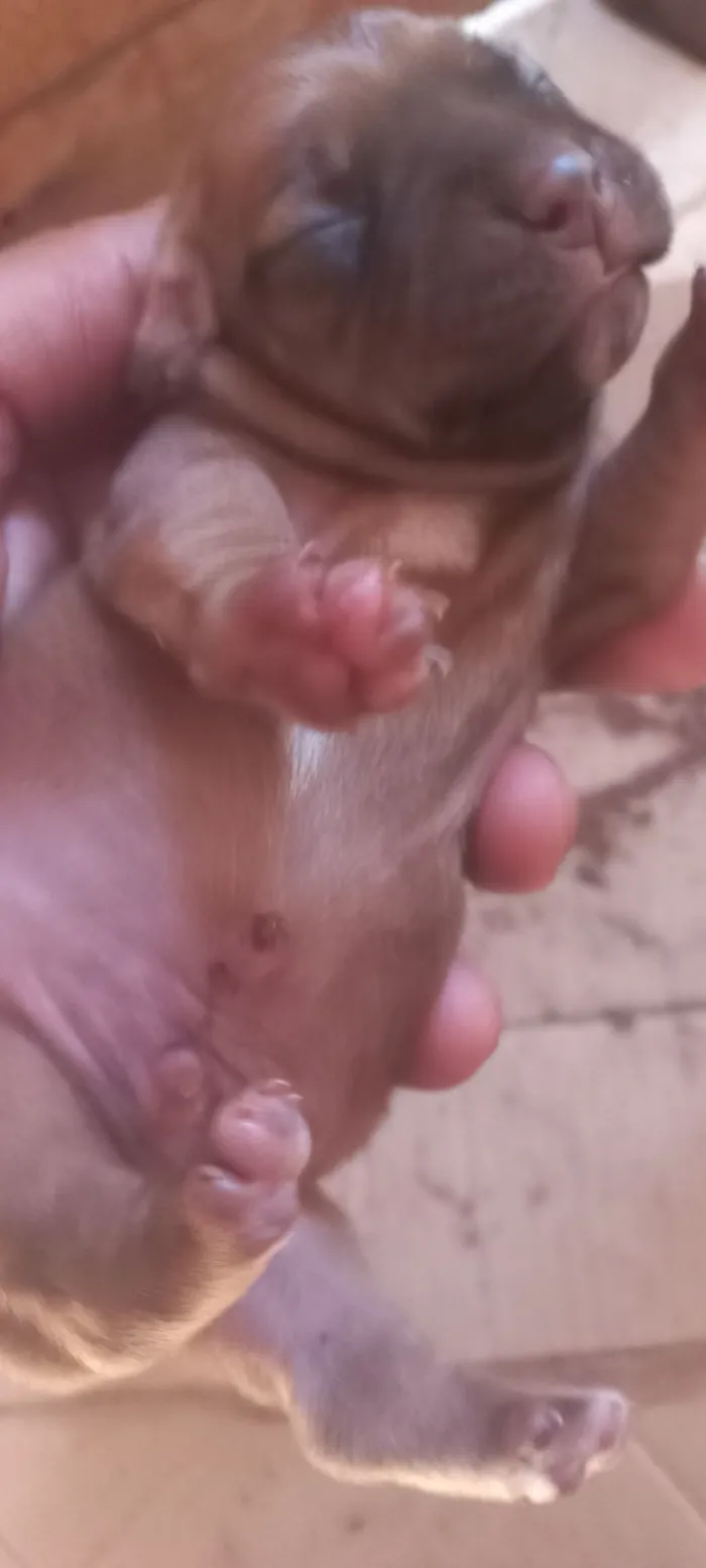 Cachorro raça SRD-ViraLata idade Abaixo de 2 meses nome Patota