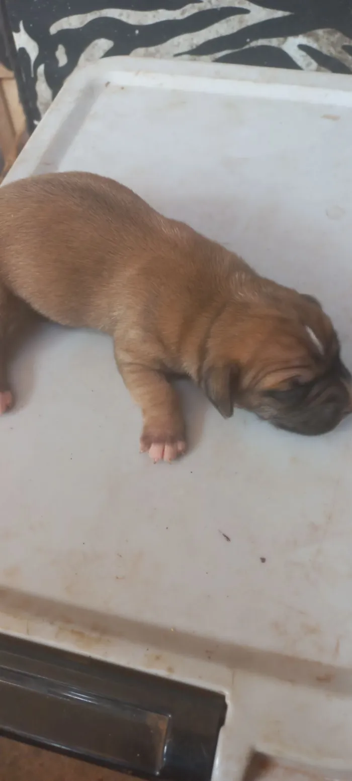 Cachorro raça SRD-ViraLata idade Abaixo de 2 meses nome Patota