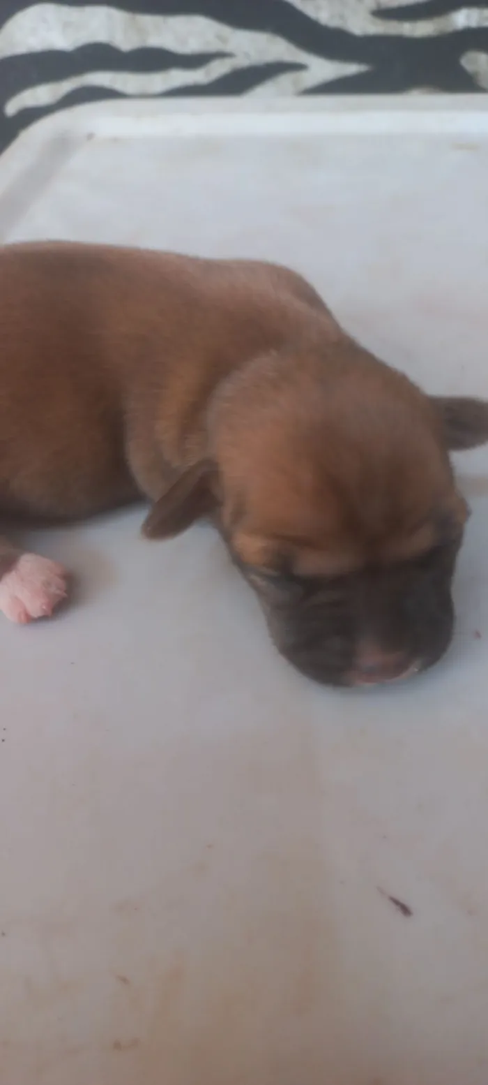Cachorro raça SRD-ViraLata idade Abaixo de 2 meses nome Patota