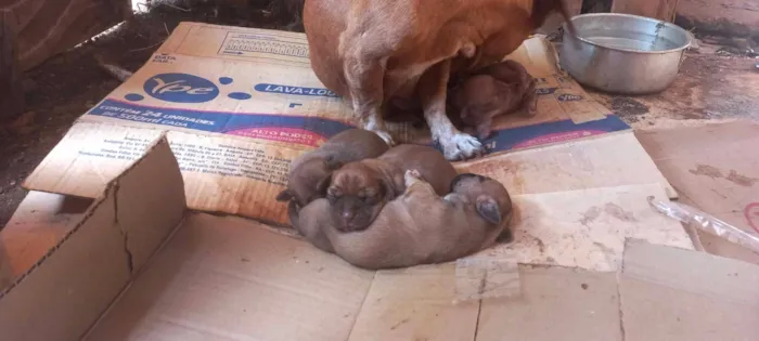 Cachorro raça SRD-ViraLata idade Abaixo de 2 meses nome Patota