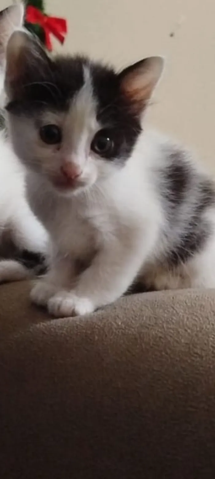 Gato raça SRD-ViraLata idade 2 a 6 meses nome Sem nome