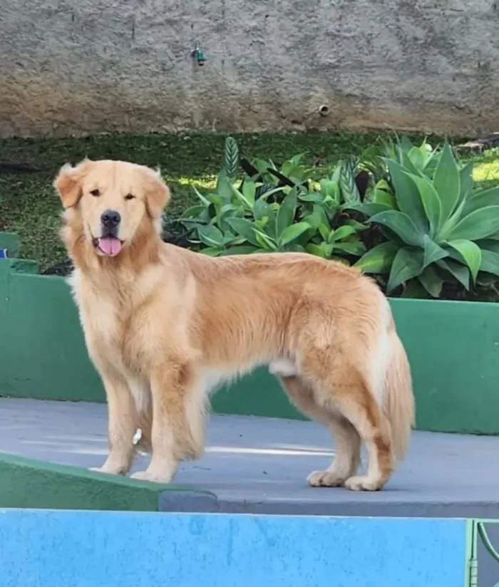 Cachorro raça SRD-ViraLata idade 3 anos nome Jake