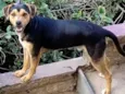 Cachorro raça SRD-ViraLata idade 1 ano nome Rambo