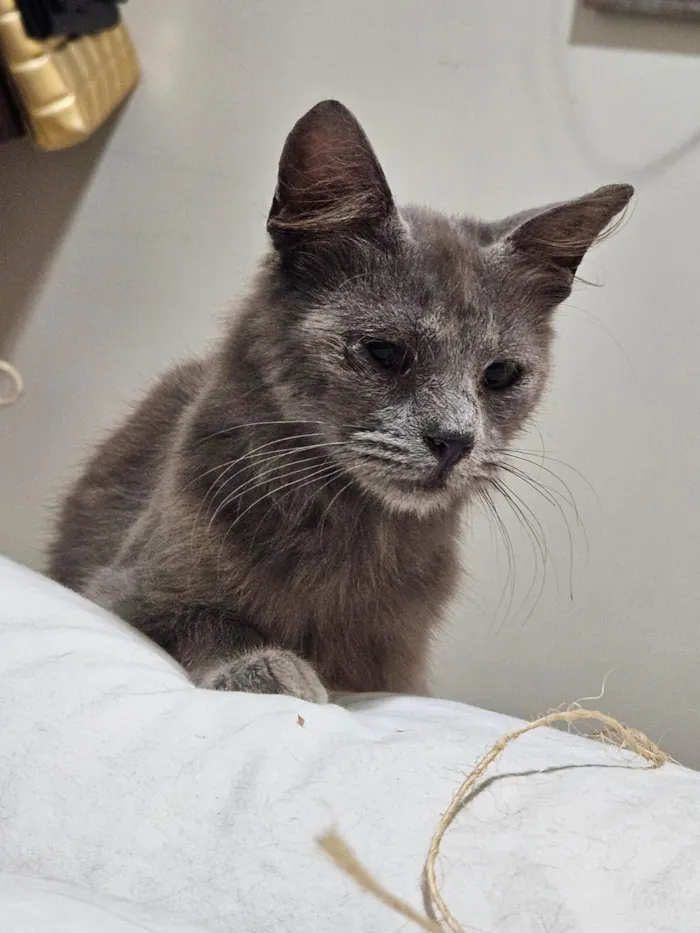 Gato raça SRD-ViraLata idade 7 a 11 meses nome Sem nome