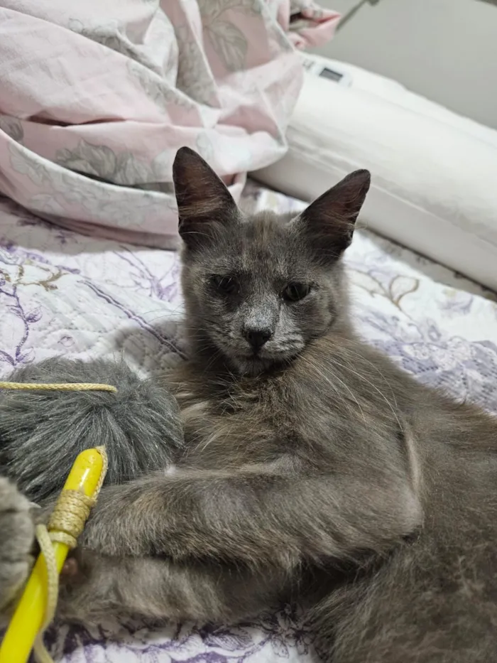 Gato raça SRD-ViraLata idade 7 a 11 meses nome Sem nome