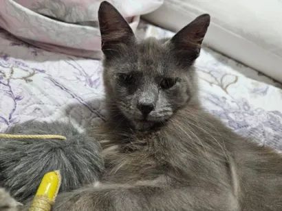 Gato raça SRD-ViraLata idade 7 a 11 meses nome Sem nome