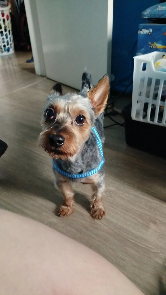 Cachorro raça Yorkshire idade 3 anos nome Dudu