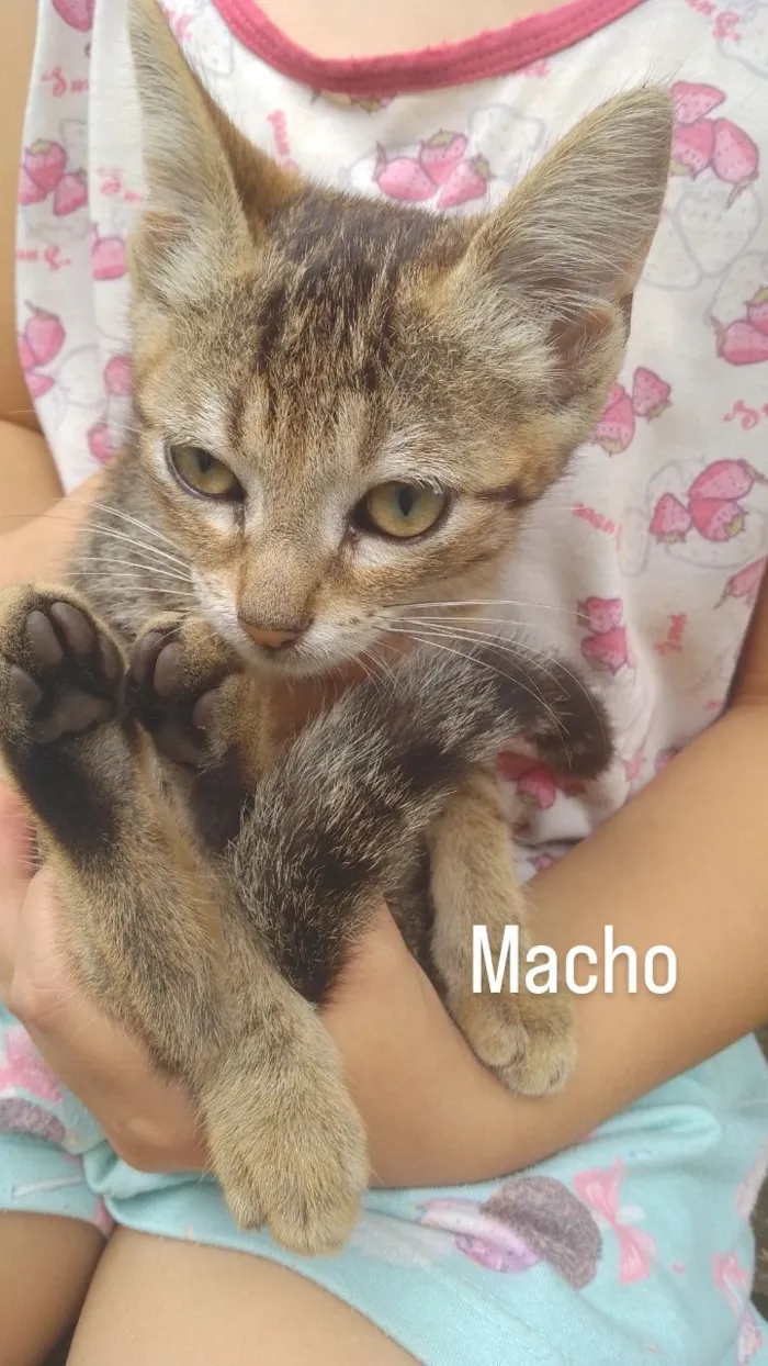 Gato raça SRD-ViraLata idade 2 a 6 meses nome Ainda não tem nomes