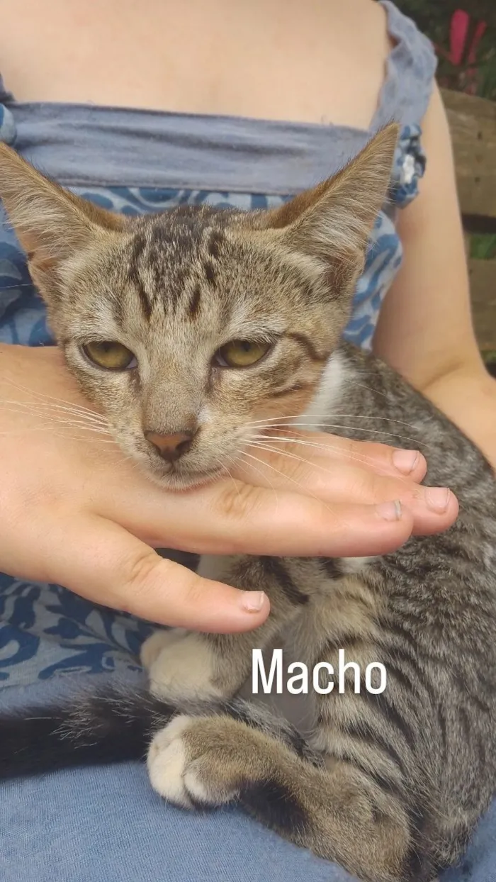 Gato raça SRD-ViraLata idade 2 a 6 meses nome Ainda não tem nomes