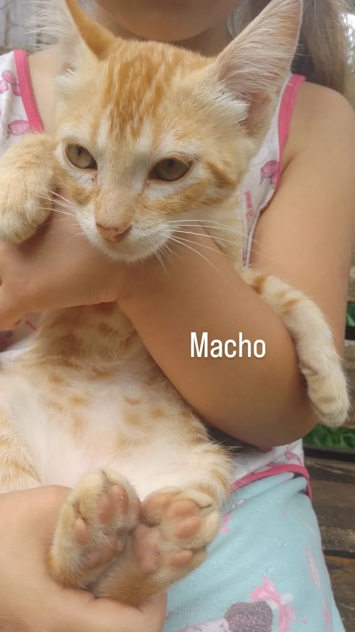 Gato raça SRD-ViraLata idade 2 a 6 meses nome Ainda não tem nomes