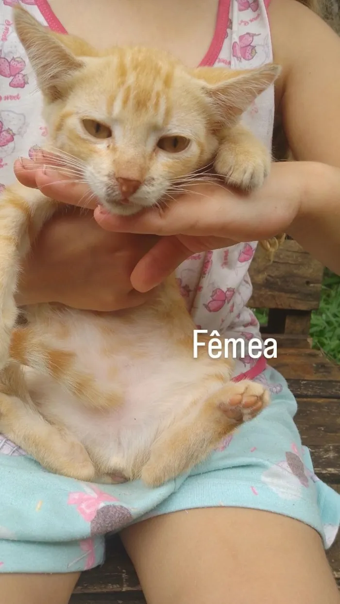 Gato raça SRD-ViraLata idade 2 a 6 meses nome Ainda não tem nomes