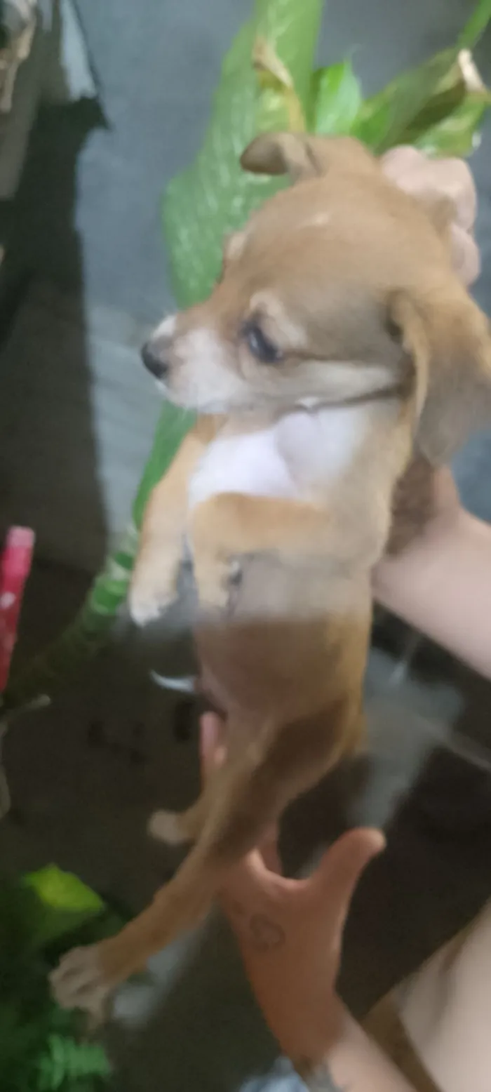 Cachorro raça Porte médio  idade 2 a 6 meses nome 3 Filhotes 