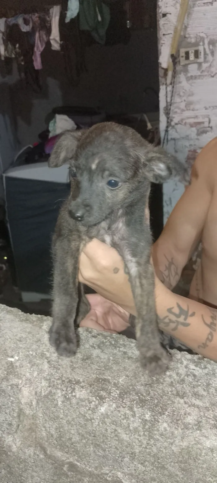 Cachorro raça Porte médio  idade 2 a 6 meses nome 3 Filhotes 
