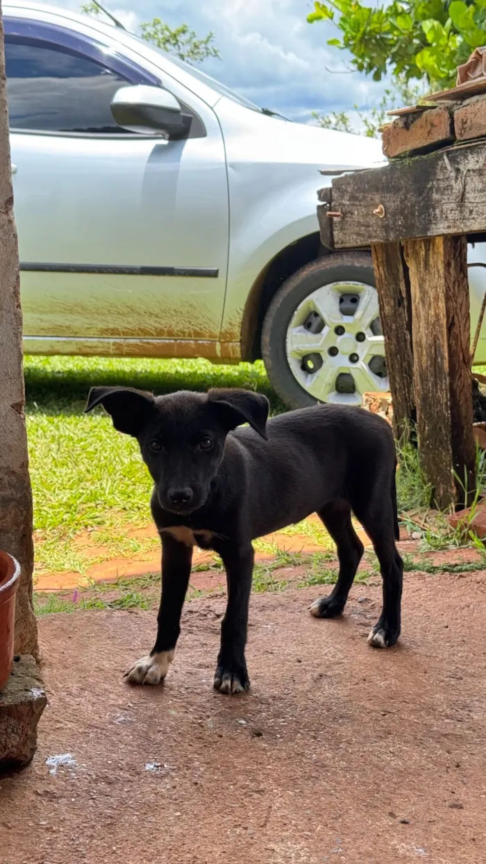 Cachorro raça SRD-ViraLata idade Abaixo de 2 meses nome s/ nome 