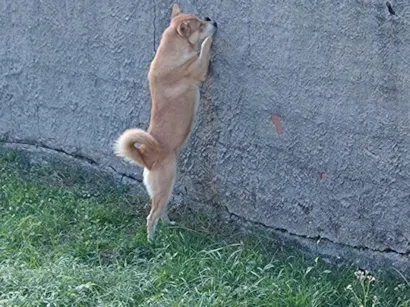 Cachorro raça Chow Chow idade 7 a 11 meses nome Domitila