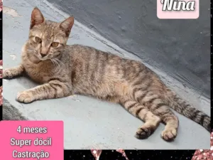 Gato raça SRD-ViraLata idade 2 a 6 meses nome Nina