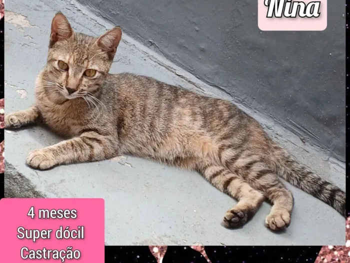 Gato raça SRD-ViraLata idade 2 a 6 meses nome Nina