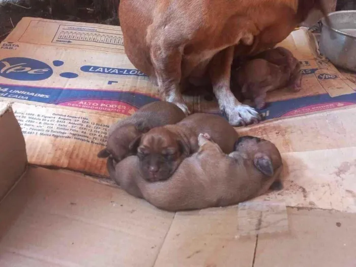 Cachorro raça SRD-ViraLata idade Abaixo de 2 meses nome Patota
