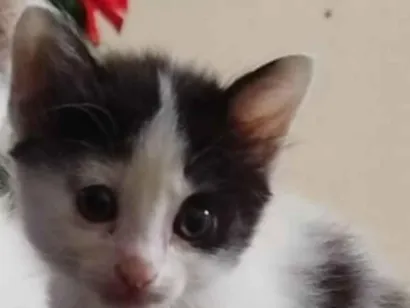 Gato raça SRD-ViraLata idade 2 a 6 meses nome Sem nome