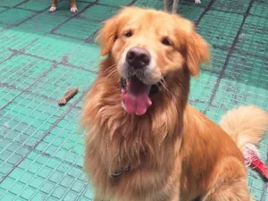 Cachorro raça SRD-ViraLata idade 3 anos nome Jake