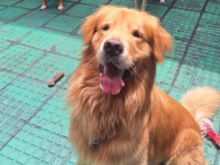 Cachorro raça SRD-ViraLata idade 3 anos nome Jake