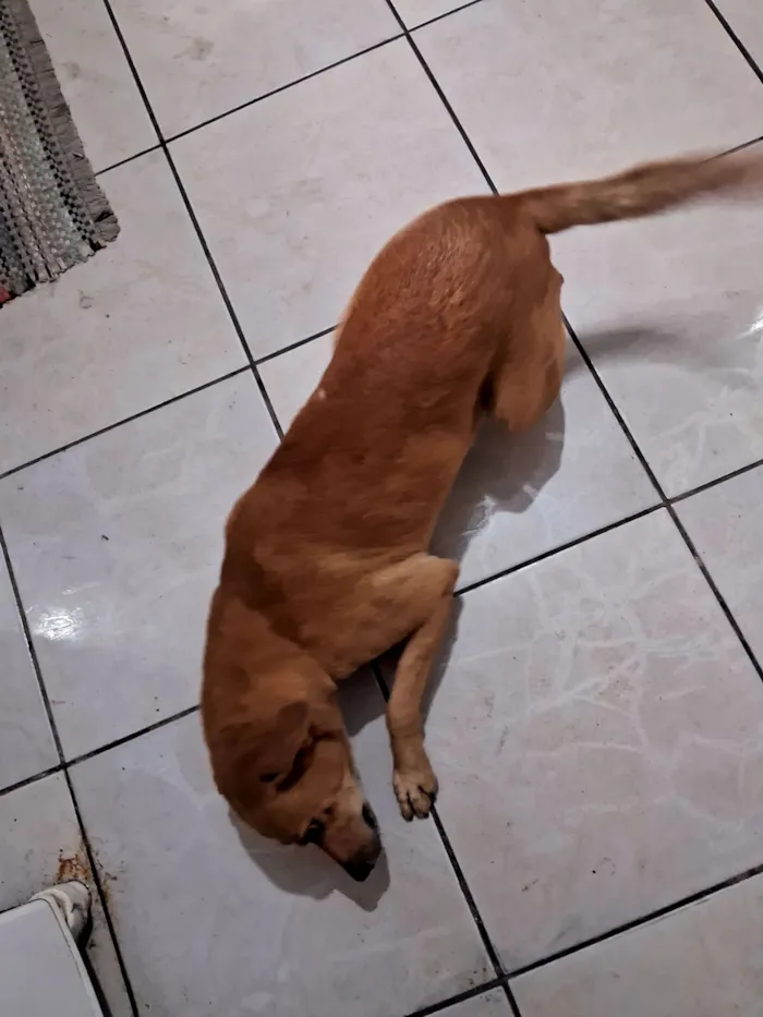 Cachorro raça SRD-ViraLata idade 5 anos nome Billy Joe