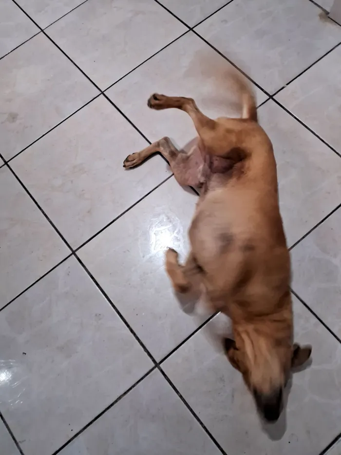 Cachorro raça SRD-ViraLata idade 5 anos nome Billy Joe