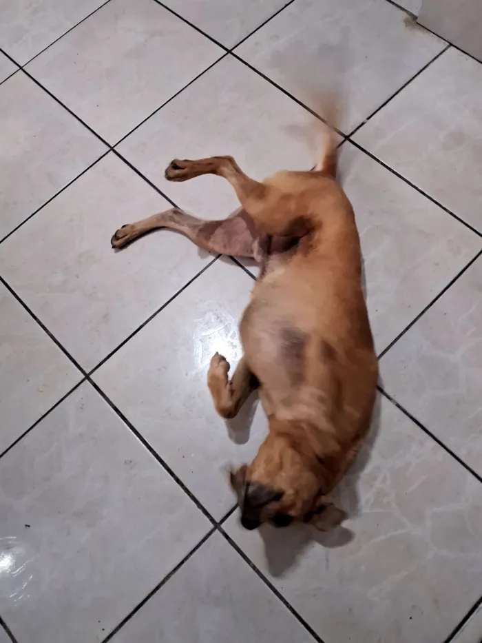 Cachorro raça SRD-ViraLata idade 5 anos nome Billy Joe