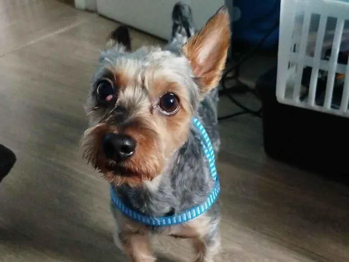 Cachorro raça Yorkshire idade 3 anos nome Dudu