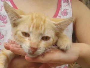 Gato raça SRD-ViraLata idade 2 a 6 meses nome Ainda não tem nomes