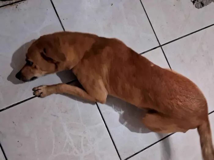 Cachorro raça SRD-ViraLata idade 5 anos nome Billy Joe
