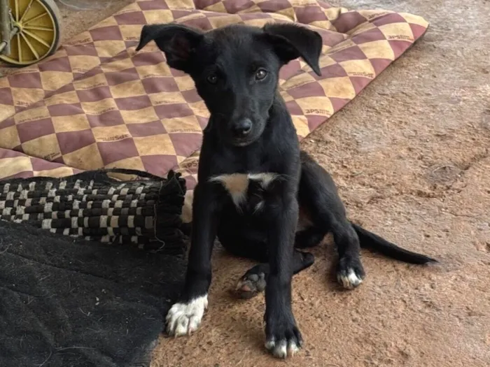 Cachorro raça SRD-ViraLata idade Abaixo de 2 meses nome s/ nome 