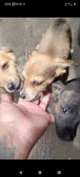Cachorro raça Porte médio  idade 2 a 6 meses nome 3 Filhotes 