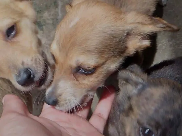 Cachorro raça Porte médio  idade 2 a 6 meses nome 3 Filhotes 