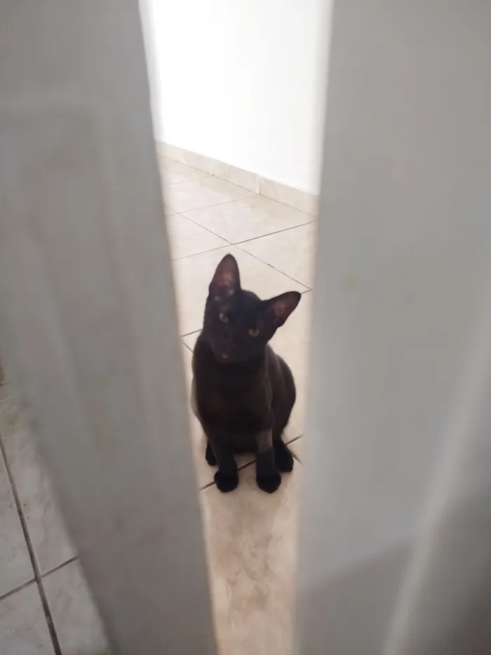 Gato raça SRD-ViraLata idade 7 a 11 meses nome Pretinho