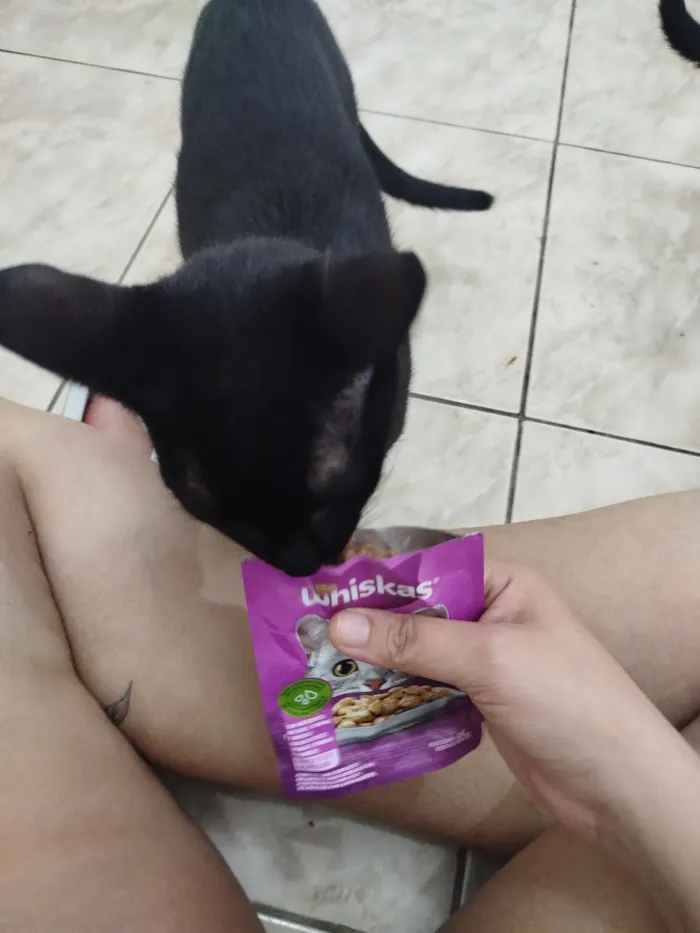 Gato raça SRD-ViraLata idade 7 a 11 meses nome Pretinho
