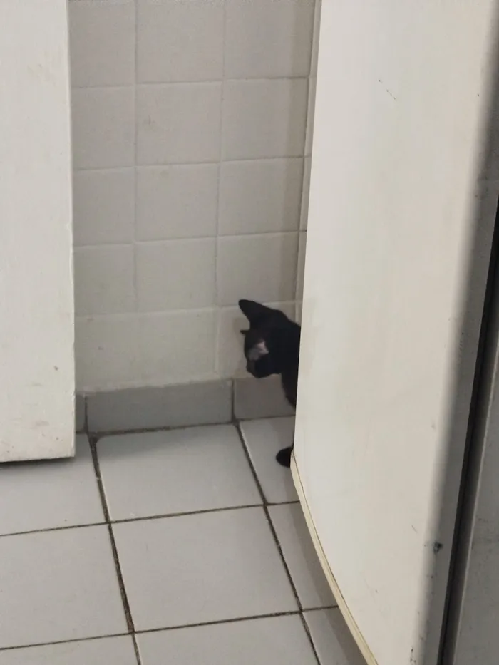 Gato raça SRD-ViraLata idade 7 a 11 meses nome Pretinho