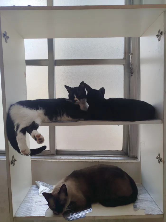 Gato raça SRD-ViraLata idade 7 a 11 meses nome Pretinho