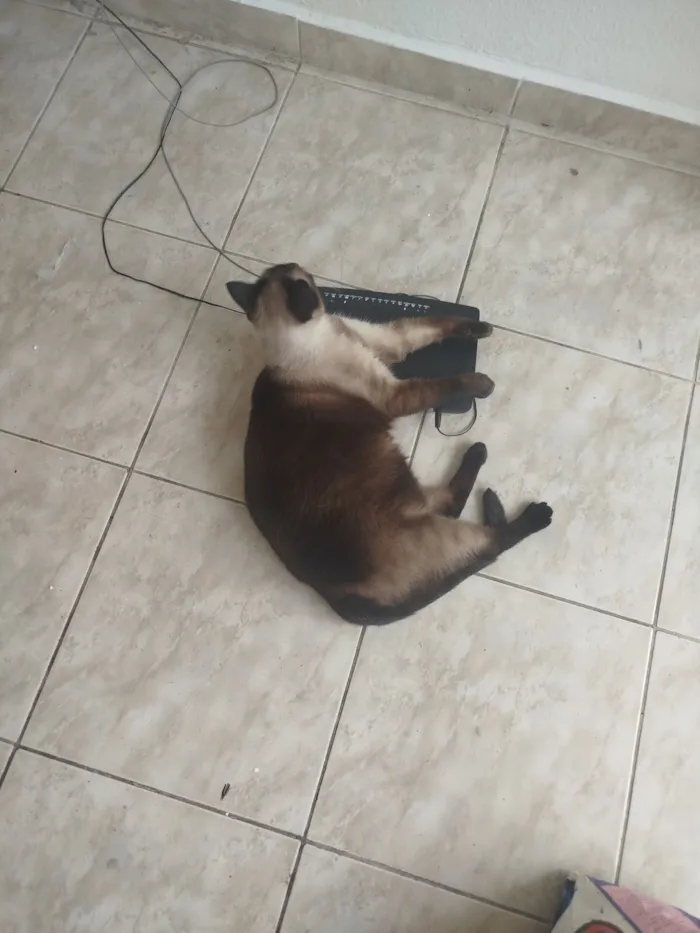 Gato raça SRD-ViraLata idade 3 anos nome Gordinho 