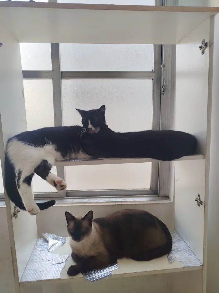 Gato raça SRD-ViraLata idade 3 anos nome Gordinho 