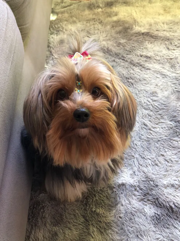 Cachorro raça Yorkshire idade 5 anos nome Chanel