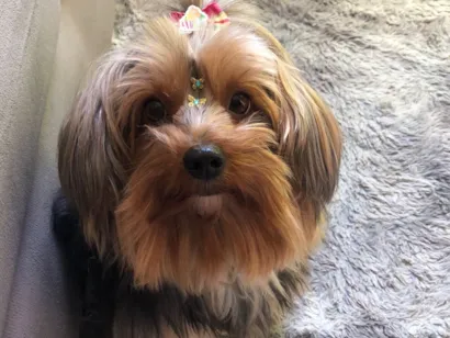 Cachorro raça Yorkshire idade 5 anos nome Chanel