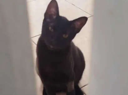Gato raça SRD-ViraLata idade 7 a 11 meses nome Pretinho