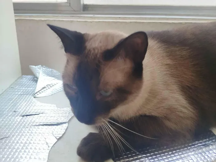 Gato raça SRD-ViraLata idade 3 anos nome Gordinho 