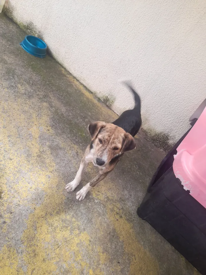 Cachorro raça SRD-ViraLata idade 7 a 11 meses nome Pingo