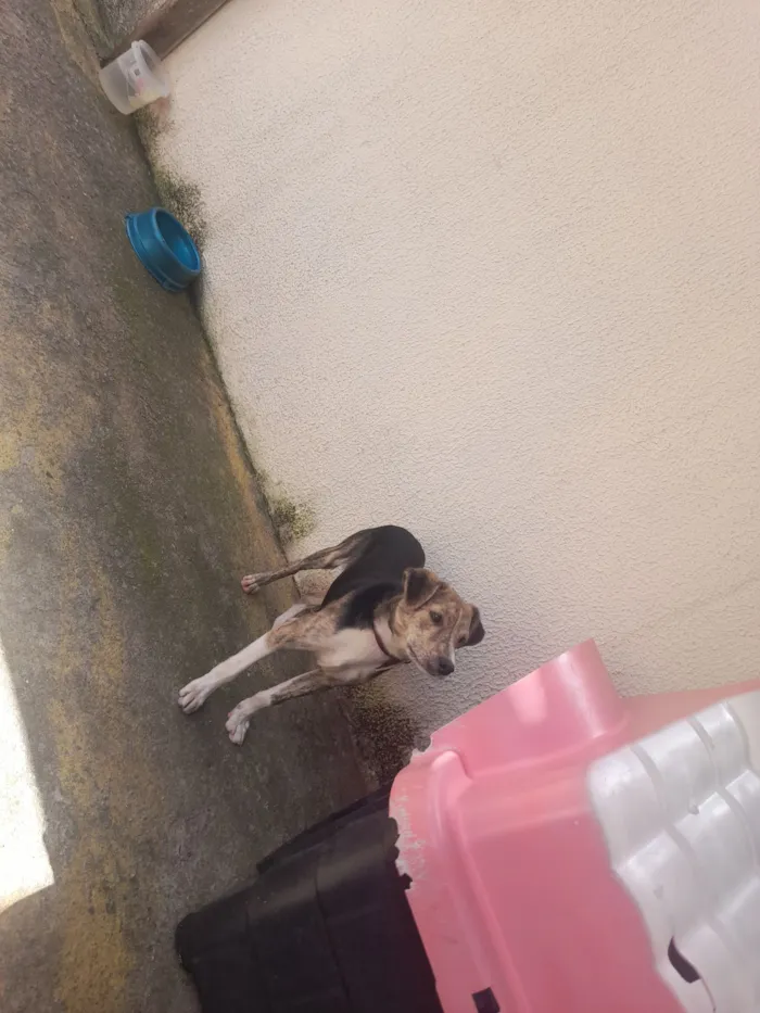 Cachorro raça SRD-ViraLata idade 7 a 11 meses nome Pingo