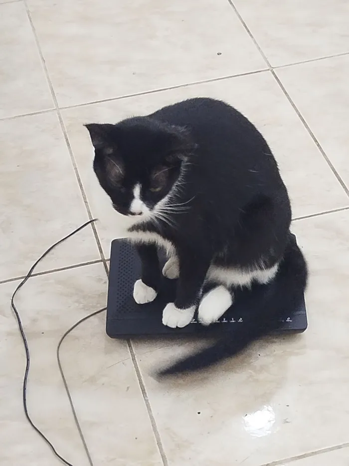 Gato raça SRD-ViraLata idade 3 anos nome Malhado 